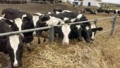 OTKRIVENA BOLEST PLAVOG JEZIKA: Doneta odluka da se uništi blizu 900 krava