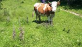 UZNEMIRUJUĆI SNIMAK: Fudbaler poginuo udarivši u kravu (VIDEO) UZNEMIRUJUĆI SNIMAK: Fudbaler poginuo udarivši u kravu (VIDEO)