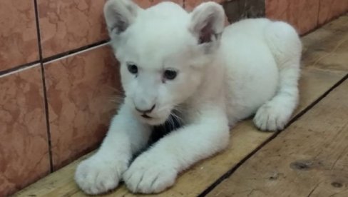 KOVID 19 KUMOVAO KOVILJKI: Zoo-vrt zahvatio pravi bejbi-bum, posebno ponosni na mladunče belog lava
