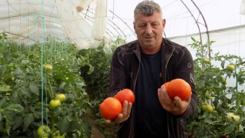 MUKE PROIZVOĐAČA U SRBIJI: Seljaci očajni zbog niskih otkupnih cena, a nakupci trljaju ruke