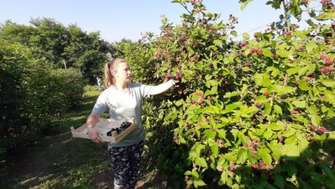 KUPINU BI SVI ZA BAGATELU: Voćari posluju sa minusom već šest godina, krče zasade, a kvalitet roda - odličan