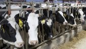 ВАЖНЕ ВЕСТИ ЗА ПОЉОПРИВРЕДНИКЕ: Повећава се премија за млеко