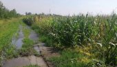 NJIVAMA PRIJA SVAKA KAP: Padavine u Srbiji neće uticati na rod useva, ali koriste jesenjoj setvi žednim