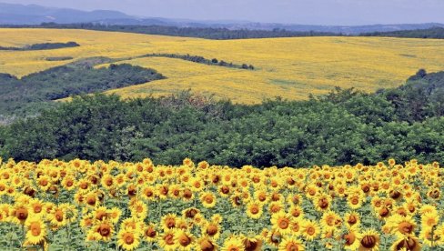 ŽETVA NA POLOVINI: Suncokret zadovoljavajućeg kvaliteta