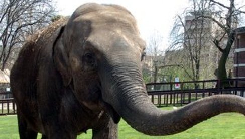 TVIGI DO KRAJA BILA PRED POSETIOCIMA Evo kako je slonica iz beogradskog Zoo vrta provela svoj poslednji dan