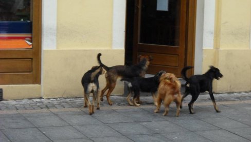 TRETMAN PASA LUTALICA: Užičani traže humaniju firmu