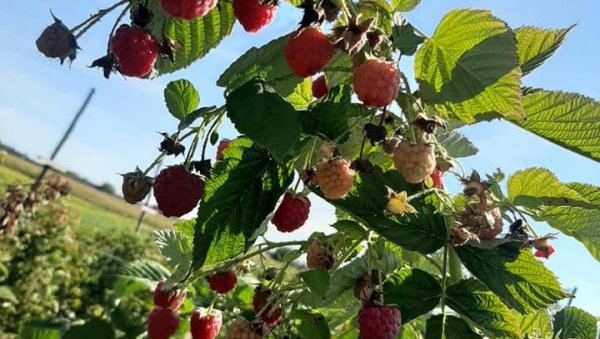 ВАЖНИ САВЕТИ ЗА МАЛИНАРЕ: Како остварити троструку зараду на малинама - информишите се и напуните новчаник