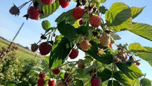 ВАЖНИ САВЕТИ ЗА МАЛИНАРЕ: Како остварити троструку зараду на малинама - информишите се и напуните новчаник