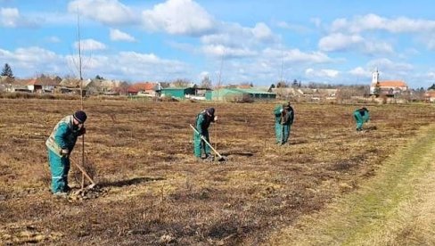 SADNJOM I OBNOVOM DRVEĆA PRAVE POJASEVE U SOMBORU: Topole grad čuvaju od vetra