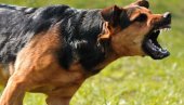 УЖАС У ЈАГОДИНИ: Пас излетео из дворишта и изуједао седам особа