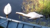 PTIČJI GRIP NA BAČKOM KANALU: Zbog uginulog labuda opasnost u Sivcu i okolini