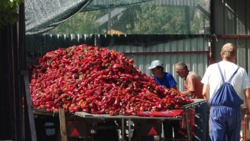 CRVENI SE I CENA I PAPRIKA: Bogata ponuda povrća na gradskim pijacama, evo kakve su cene