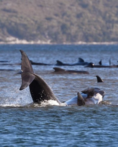 МУЗИКА ИЗ ДУБИНА ОКЕАНА: Како песме делфина и китова делују на наш нервни систем (ВИДЕО)