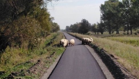 ASFALTIRANJE STAZE OD ZRENJANINA DO TEMIŠVARA: Nije samo za bicikle