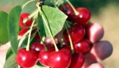 НАКУПЦИ ВИШЊИ УКИСЕЛИЛИ ЦЕНУ: Откуп црвеног плода повољнији, али произвођачи кажу и трошкови су већи