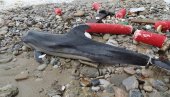 I ŽIVOTINJE ŽRTVE NEVREMENA? U Igalu nađen uginuli delfin, već stradale i kornjače I ŽIVOTINJE ŽRTVE NEVREMENA? U Igalu nađen uginuli delfin, već stradale i kornjače