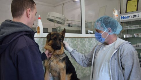 СВЕ МАЊЕ ТЕЛАДИ, А ПСИ СВЕ БОЛЕСНИЈИ: Директор Ветеринарске станице у Јагодини указује на вишегодишње проблеме у Поморављу