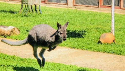 KENGUR KOJI VOLI DA POZIRA: U Francuskoj kao u Australiji