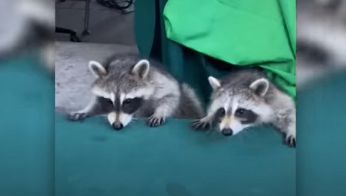 A KADA PADNE MRAK KREĆE ZABAVA! Urnebesan snimak rakuna na trambolini (VIDEO) A KADA PADNE MRAK KREĆE ZABAVA! Urnebesan snimak rakuna na trambolini (VIDEO)