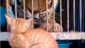SNIMAK OVE MAČKE POSTAO JE VIRALAN! Sastala se oči u oči sa tigrom - a njena reakcija će vas oduševiti! (VIDEO)