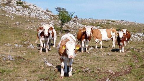 POMOZITE ILI GASIMO FARME: Poljoprivrednici traže ostavku ministra pred Vladu došli na traktorima