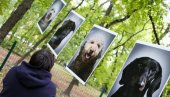 ŽIVOT KUCA U OBJEKTIVU: Nesvakidašnja izložba u Dudovoj šumi u Subotici