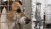 ЗАТВОР И ПАПРЕНЕ НОВЧАНЕ КАЗНЕ: Ево шта чека злостављаче животиња у Грчкој