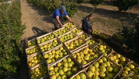 SEZONCI U SRPSKOJ UCENJUJU POLJOPRIVREDNIKE, NEĆE U NJIVE NI ZA 100 MARAKA Dojčinović: Postalo je neizdrživo, radnika nema na tržištu