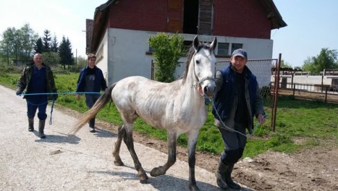 ČISTOKRVNI LIPICANERI NA CENI: Ergela Vučijak iznad Prnjavora, koja broji 130 grla, napokon, stala na zdrave noge