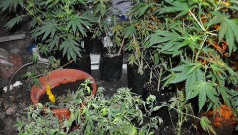 БИЉКЕ У 105 САКСИЈА: У Футогу пронађена импровизована лабораторија за узгој марихуане