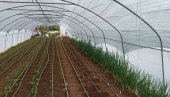 ОВО ЈЕ БУДУЋНОСТ ПОВРТАРСТВА: Стручњак објаснио како треба гајити поврће и зашто