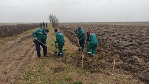 ЗЕЛЕНИ ПРСТЕН ШТИТИ ЦЕО ГРАД: У атарима Новог Сада почело подизање ветрозаштитних појасева на више од 200 хектара