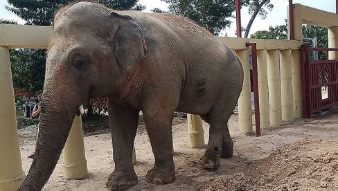 I TO JE MOGUĆE: Slon provalio u restoran