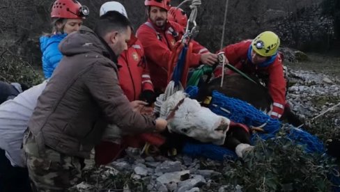 GORSKA SLUŽBA ČITAV DAN SPASAVALA KRAVU: Upala u bunar, a teška samo 250 kilograma (VIDEO)