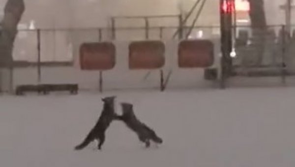 СНИМАК О КОМЕ БРУЈИ РЕГИОН: Градски стадион прекривен снегом, а на њему играју лисице (ВИДЕО)