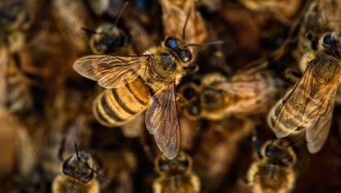 LOS ANĐELES: Roj pčela napadao ljude, troje završilo u bolnici