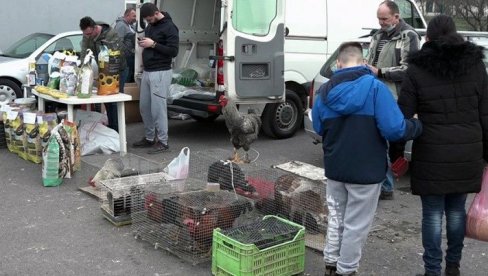 IZLOŽBA ZEČEVA I PTICA: Na sajmu u Prnjavoru oko 2.000 sitnih i ukrasnih životinja