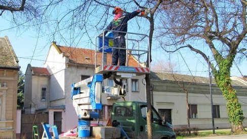 LEPA AKCIJA SOMBORSKOG JKP „ZELENILO“: Orezuju drvorede u gradu zelenila (FOTO)