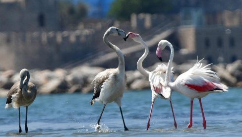 ПРЕДАТОРИ У РУЖИЧАСТОМ: Делују љупко, али испод воде стварају вртлог који је запањио науку (ВИДЕО) ПРЕДАТОРИ У РУЖИЧАСТОМ: Делују љупко, али испод воде стварају вртлог који је запањио науку (ВИДЕО)