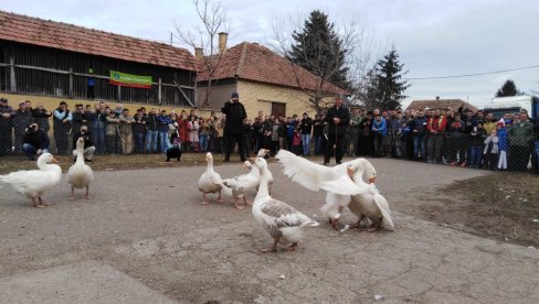 GUSAK BATAK U FINALU UDARA NA ŽIVU: U nedelju se u Mokrinu održava Gusanijada, 35. nadmetanje guskova