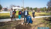 ЗА ЛЕПШИ И ЗЕЛЕНИЈИ ЗРЕЊАНИН: Саднице јавора украсиле Багљаш (ФОТО)