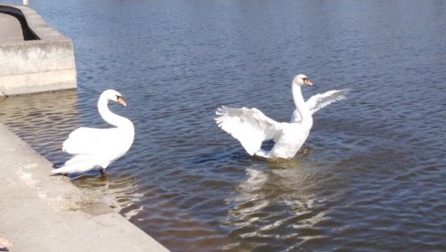 NA STARO JEZERO SLETELI LABUDOVI: Kikinda dobila Isu i Bisu (FOTO)