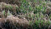УПРКОС ПОЈАВИ ЖУТИЛА ЛИСНЕ МАСЕ: Стручњаци прогнозирају бољи принос пшенице у јужном Банату него лане