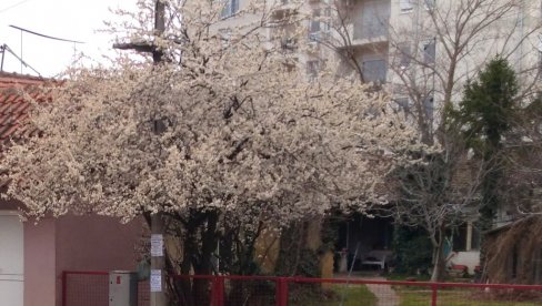 НАЈАВА ПРОЛЕЋА У ПОЖАРЕВЦУ: Центар града процветао и поред хладног времена (ФОТО) НАЈАВА ПРОЛЕЋА У ПОЖАРЕВЦУ: Центар града процветао и поред хладног времена (ФОТО)