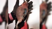 ЉУБИТЕЉИ ЖИВОТИЊА УПОЗОРАВАЈУ: Бахате Нишлије убијају заштићене птице!