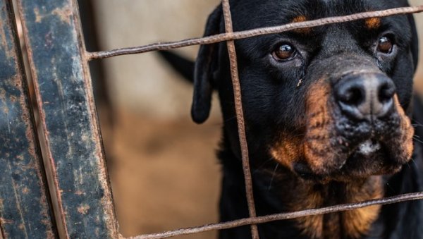 ЉУДИ МАСОВНО НАПУШТАЈУ РОТВАЈЛЕРЕ: Након незапамћене трагедије у Сенти многи велики пси остају без власника