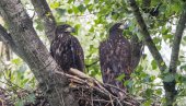 NAJVEĆI U EVROPI, A ŽIVE U BEOGRADU: Fondacija za zaštitu ptica markira mladunce orla belorepana sa Velikog ratnog ostrva