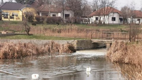 МАСТ У СТРУЈУ УМЕСТО У ВОДУ: Сарадња кафилерије из Бачке Тополе и биоенергане из Врбаса разбистриће реку Кривају