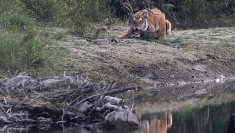 ИНДИЈСКА ПОЛИЦИЈА УБИЛА ЉУДОЖДЕРА: Од напада тигра страдало најмање девет особа