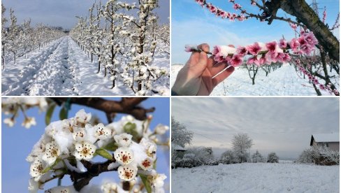PROLEĆNI MINUS OBRAO KAJSIJU: Voće u pojedinim delovima Srbije delimično stradalo zbog snega i mraza